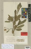 Dodonaea kohautiana Schltdl. [family SAPINDACEAE]