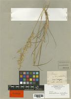 Arrhenatherum erianthum Boiss. & Reut. [family POACEAE]