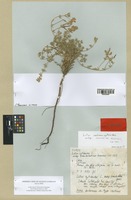 Holotype of Lotus cytisoides L. subsp. conradiae Gamisans [family LEGUMINOSAE]