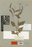 Acmella brachyglossa Cass. [family COMPOSITAE]