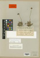 Achillea barbeyana Heldr. & Heimerl [family COMPOSITAE]