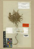 Artemisia herba-alba Boiss. var. glabrescens [family COMPOSITAE]