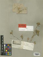 Centaurea patula DC. [family COMPOSITAE]