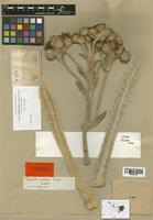 Espeletia schultzii Wedd. [family COMPOSITAE]