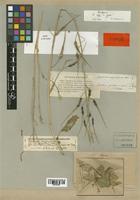Raphanus pugioniformis Boiss. [family BRASSICACEAE]