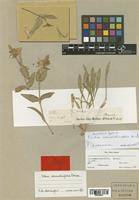Silene commelinifolia Boiss. [family CARYOPHYLLACEAE]