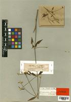 Telanthera minutiflora Seub. [family AMARANTHACEAE]