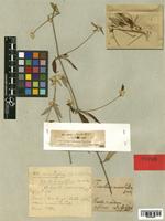 Telanthera minutiflora Seub. [family AMARANTHACEAE]