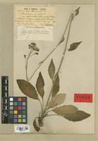 Type of Hieracium maculatum Sm. subsp. argillaceitropum Romieux & Zahn [family ASTERACEAE]