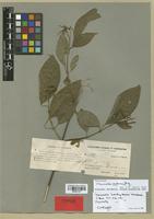 Isotype of Hamelia brachystemon Wernham [family RUBIACEAE]