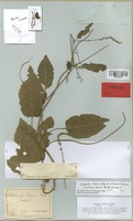 Isotype of Celosia boivinii Benth. & Hook. f. [family AMARANTHACEAE]