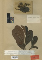 Isotype of Wallacea insignis Benth. & Hook. f. [family OCHNACEAE]