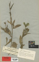 Isotype of Hibiscus articulatus A. Rich. [family MALVACEAE]