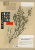 Isotype of Leucopogon conchifolius Strid [family EPACRIDACEAE]