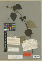 Isosyntype of Pavonia viscosa A. St.-Hil. [family MALVACEAE]