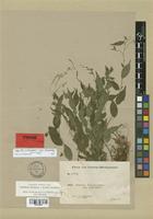 Isotype of Droguetia hildebrandtii Friis & Wilmot-Dear [family URTICACEAE]