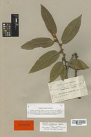 Isotype of Freziera inaequilatera Britton [family THEACEAE]