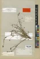 Type of Linaria supina (L.) Chaz. var. nevadensis Boiss. [family SCROPHULARIACEAE]