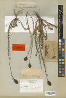 Type of Linaria melanantha Boiss. & Reut. [family SCROPHULARIACEAE]