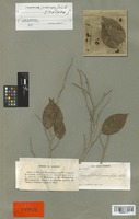 Isotype of Casearia praecox Griseb. [family FLACOURTIACEAE]