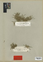 Isotype of Kardanoglyphos nana Schltdl. [family CRUCIFERAE]