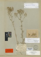 Lectotype of Nasturtium hispanicum Boiss. & Reut. [family CRUCIFERAE]