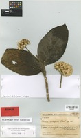 Isotype of Vernonia andapensis Humbert [family COMPOSITAE]