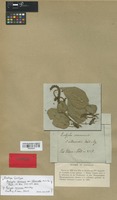 Syntype of Acalypha communis Müll. Arg. var. intermedia Müll. Arg. [family EUPHORBIACEAE]