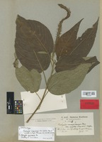Isosyntype of Acalypha mapirensis Pax var. scabra Pax & K. Hoffm. [family EUPHORBIACEAE]