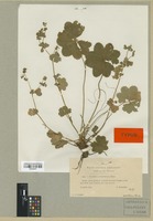 Type of Alchemilla subcrenata Buser [family ROSACEAE]