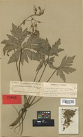 Isolectotype of Geranium reuteri Aedo & Muñoz Garm. [family GERANIACEAE]