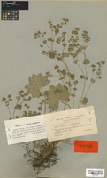 Type of Alchemilla micans Buser [family ROSACEAE]