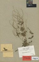 Type of Peperomia nudicaulis C. DC. [family PIPERACEAE]
