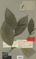Isotype of Piper vicosanum Yunck. [family PIPERACEAE]