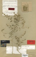 Isotype of Salsola pseudonitraria Aellen & Rech. f. [family CHENOPODIACEAE]