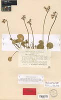 Isotype of Soldanella stiriaca F. K. Mey. [family PRIMULACEAE]