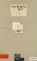 Isotype of Myosurus sessilis S. Watson [family RANUNCULACEAE]