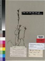 Syntype of Potamogeton pusillus var. africanus A. Benn. [family POTAMOGETONACEAE]