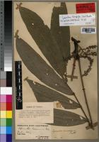Lepisanthes basicardia Radlk. [family SAPINDACEAE]