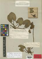 Type of Lophiocarpus guayanensis Chodat f. minor [family ALISMATACEAE]