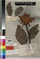 Isotype of Protea madiensis var. latifolia Engl. [family PROTEACEAE]