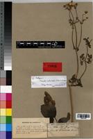 Isotype of Clematis welwitschii Kuntze [family RANUNCULACEAE]