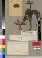 Isotype of Leptactina prostrata K. Schum. [family RUBIACEAE]