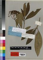Isotype of Rauvolfia natalensis Sond. [family APOCYNACEAE]