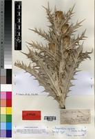 Isosyntype of Onopordum espinae Bonnet [family ASTERACEAE]