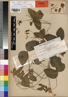 Isotype of Vigna schliebenii Harms [family FABACEAE]