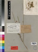 Type of Daucus crinitus Desf. [family APIACEAE]