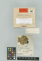 Holotype of Sticta yatabeana Müll. Arg. [family LICHENES]