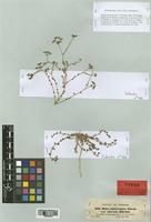 Haplophyllum tuberculatum Boiss. [family RUTACEAE]