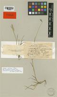 Lectotype of Hordeum secalinum Hack. var. parviflorum [family POACEAE]